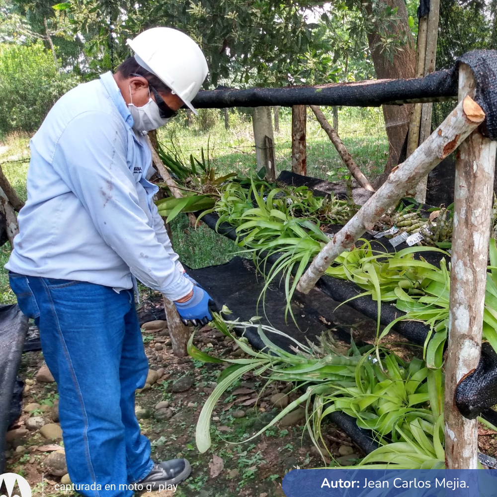 Mantenimiento en viveros de plantas rescatadas “Lt 500 kv Porce III-Sogamoso tramo: Rio Magdalena-S.E. Sogamoso”.
