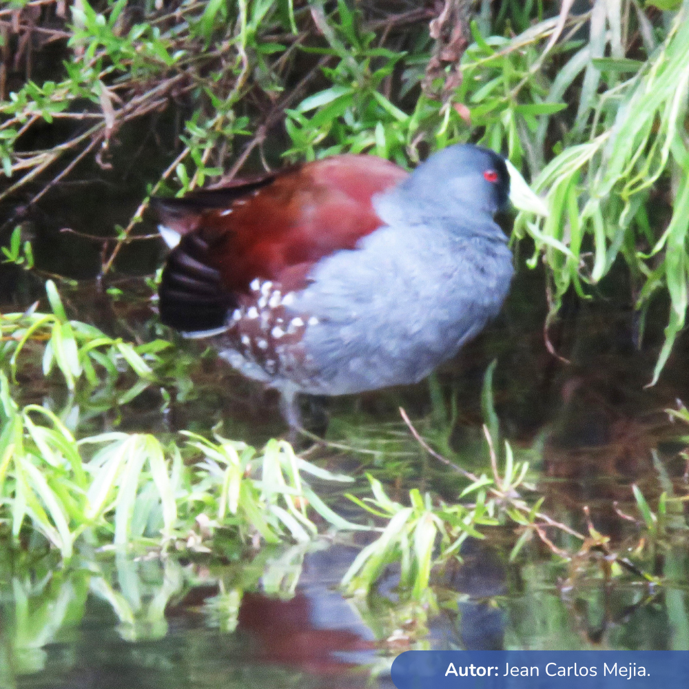 Estudio ambiental-Subestacion norte 230-115 kV Líneas de transmision de 115 kV y módulos de conexión