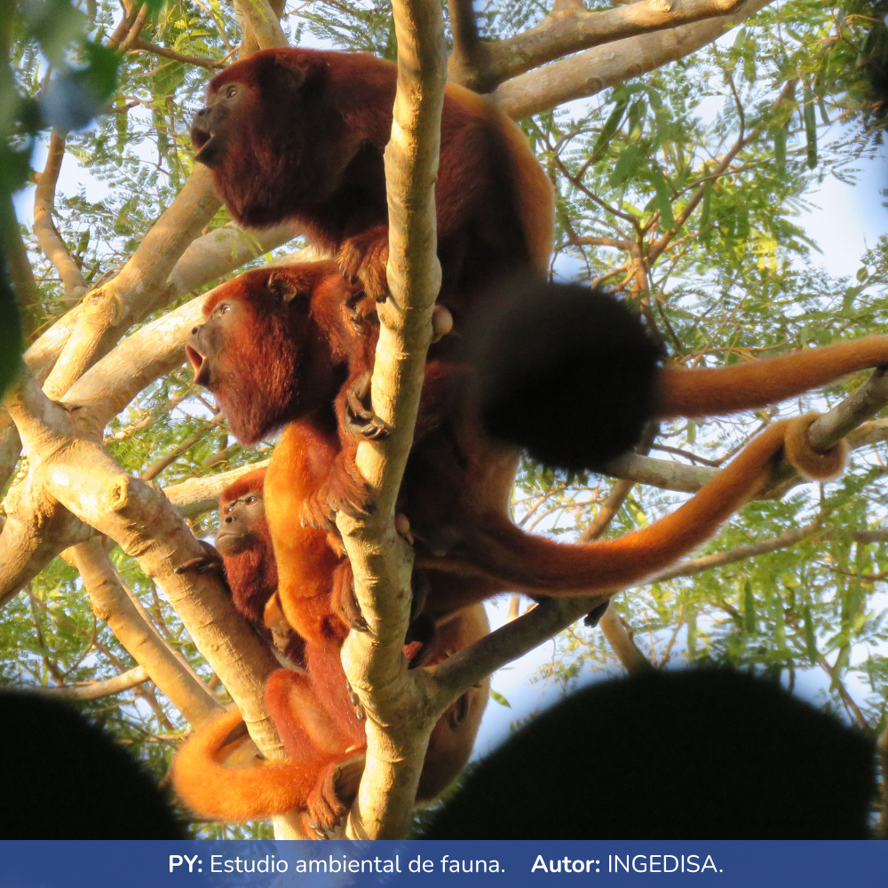 Estudio ambiental de Fauna