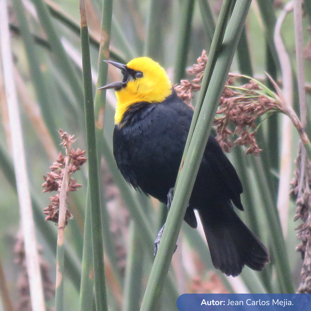 Estudio ambiental_Subestacion eléctrica Guaymaral y sus líneas de transmisión 115kV_24